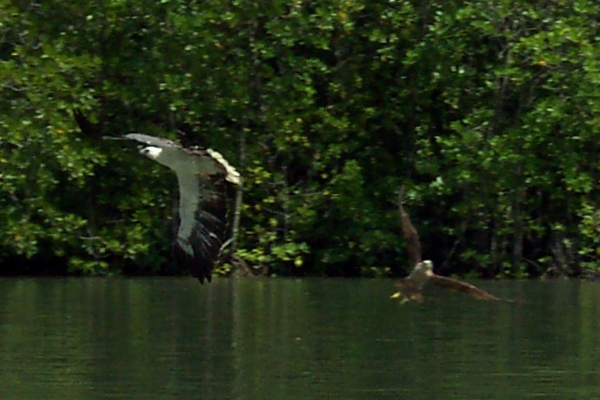 Eagles swooping