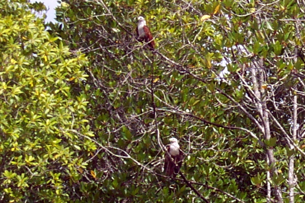 Perched eagles