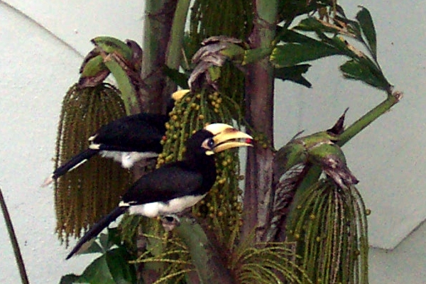 Hornbills