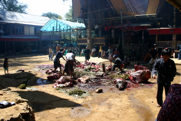 This was my first view of the carnage of a Torajan funeral